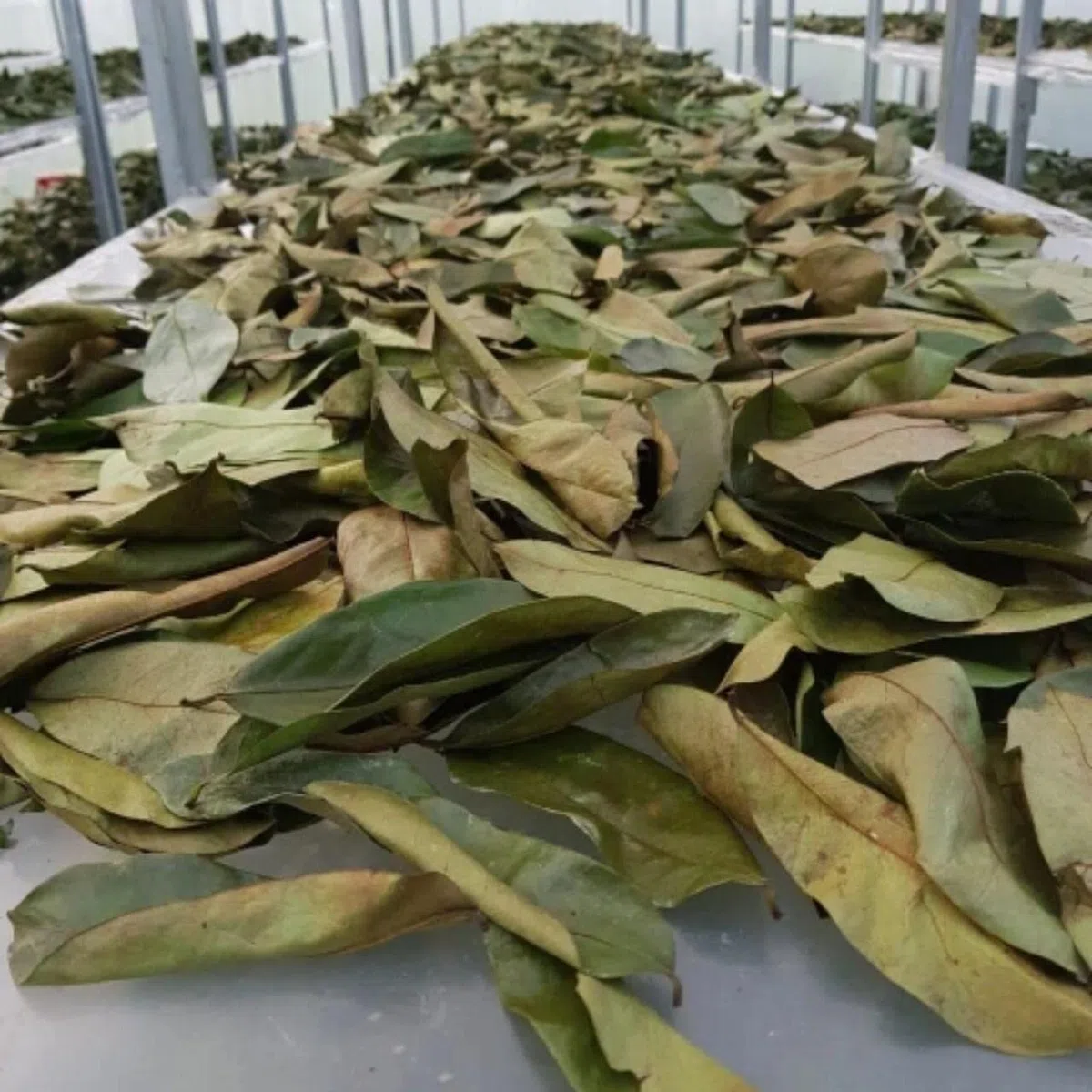 100% Guanábana 5 x 100 g - Nueva cosecha - Naturaleza - Sin pesticidas - Directamente del fabricante